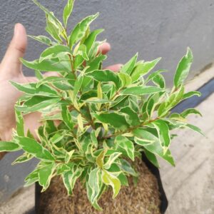 Variegated Eugenia - Syzygium Campanulatum Live Plant - Image 2