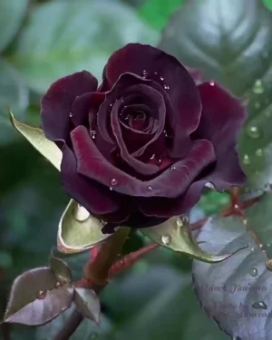 Black Rose Live Plant - Image 2