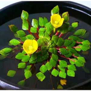 Mosaic Flower - Ludwigia sedoides (2 Stem) Live Plants - Image 3