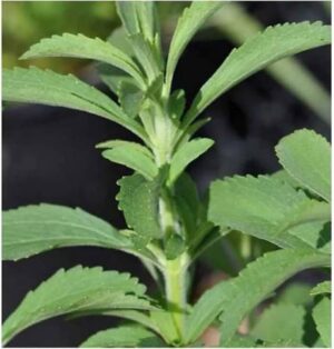 Sweet Tulsi Live Plant - Image 4