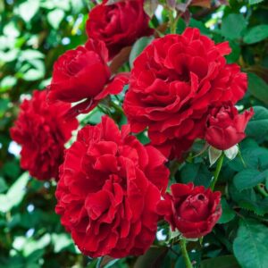 Creeper Rose Red Flower Live Plant - Image 4