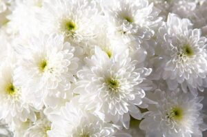 Chrysanthemum Women’s Day Live Plants Combo - Image 7