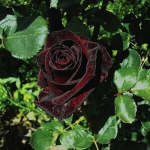 Black Rose Live Plant - Image 3