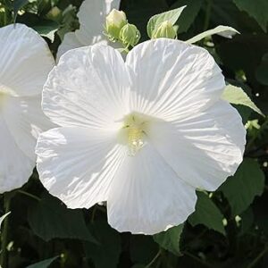 White Big Flower Pune Hibiscus Fiowering (15-20 inch) Live plant - Image 2