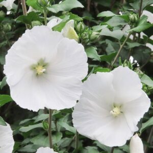 White Big Flower Pune Hibiscus Fiowering (15-20 inch) Live plant - Image 3