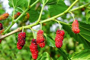 Mulberry Well Rooted Live Plant - Image 2