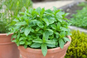 Mint - Kitchen Live Plant - Image 5