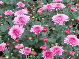 Chrysanthemum Women’s Day Live Plants Combo - Image 9