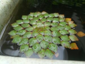 Mosaic Flower - Ludwigia sedoides (2 Stem) Live Plants - Image 5