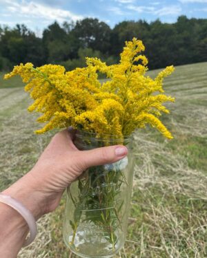 Goldenrod Flower-Daisy Live Plant - Image 6