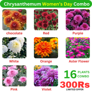 Chrysanthemum Women’s Day Live Plants Combo