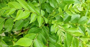 Curry Leaf - Kitchen Live Plant - Image 2