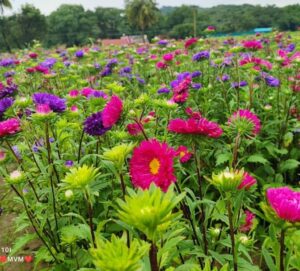 Chrysanthemum Women’s Day Live Plants Combo - Image 5