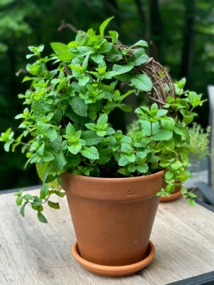 Mint - Kitchen Live Plant - Image 3