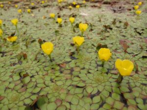 Mosaic Flower - Ludwigia sedoides (2 Stem) Live Plants - Image 6