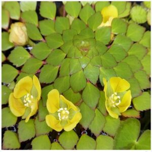 Mosaic Flower - Ludwigia sedoides (2 Stem) Live Plants - Image 2