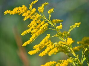 Goldenrod Flower-Daisy Live Plant - Image 3