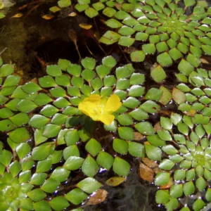 Mosaic Flower - Ludwigia sedoides (2 Stem) Live Plants - Image 4