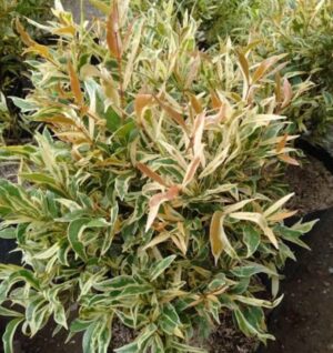 Variegated Eugenia - Syzygium Campanulatum Live Plant - Image 5