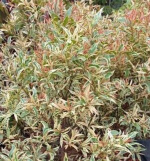 Variegated Eugenia - Syzygium Campanulatum Live Plant - Image 3