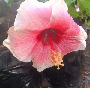 Pink Big Flower Pune Hibiscus Fiowering (15-20 inch) Live plant - Image 4