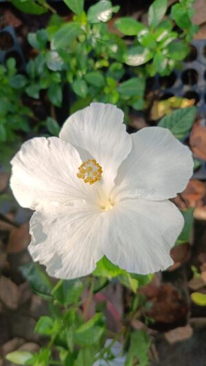 White Big Flower Pune Hibiscus Fiowering (15-20 inch) Live plant - Image 4