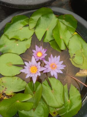 Lilly-Blue Micrantha Live Plant - Image 3