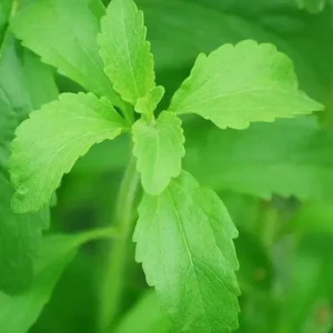 Sweet Tulsi Live Plant - Image 3