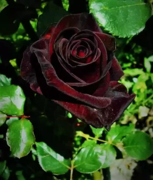 Black Rose Live Plant - Image 4