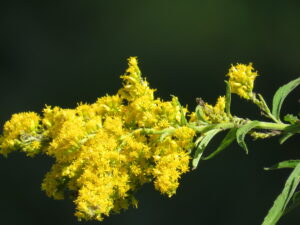 Goldenrod Flower-Daisy Live Plant - Image 4