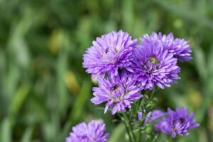 Blue Daisy Flower Live Plant - Image 2