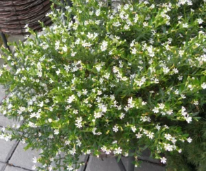 White False Heather Plant - Cuphea Hyssopifolia Live Plant - Image 5