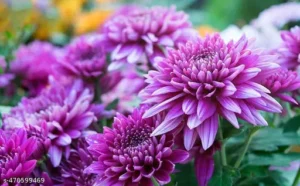 Chrysanthemum Women’s Day Live Plants Combo - Image 3