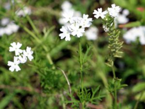 White Verbena Live Plant - Image 4