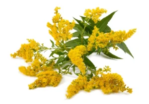 Goldenrod Flower-Daisy Live Plant - Image 2