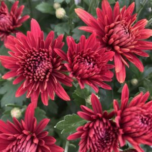 Chrysanthemum Women’s Day Live Plants Combo - Image 6