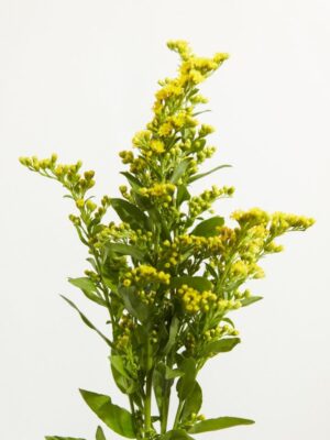 Goldenrod Flower-Daisy Live Plant - Image 5