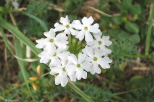 White Verbena Live Plant - Image 2