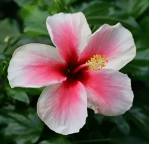 Pink Big Flower Pune Hibiscus Fiowering (15-20 inch) Live plant - Image 3