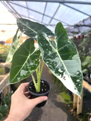 Alocasia Frydek Mother Varigated Live Plant - Image 2