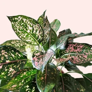 Aglaonema Pink Dalmatian Live Plant - Image 3