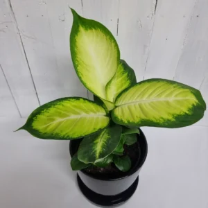 Dieffenbachia Lemon Live Plant - Image 4