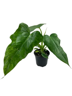 Philodendron Minarum Live Plant - Image 3