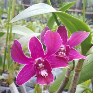 Dendrobium Hirochi Orchid Live Plant - Image 5