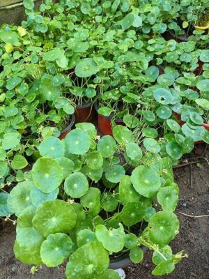 Malai Vallarai -Indian Pennywort Live Plant - Image 2