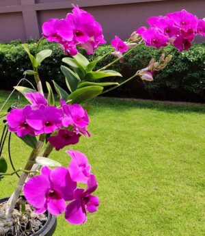 Dendrobium Pink Happy x Compactum Orchid Live Plant - Image 5