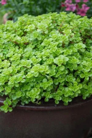 Sedum Green Blob - Succulents - Image 3