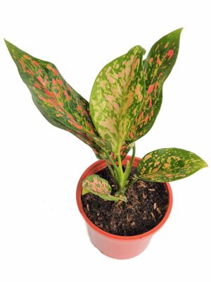 Aglaonema Pink Dalmatian Live Plant - Image 2