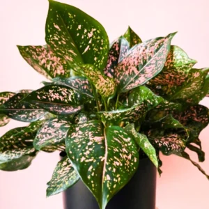 Aglaonema Pink Dalmatian Live Plant - Image 4