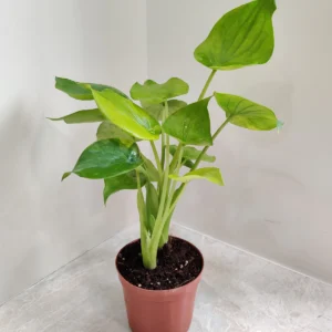 Alocasia Cucullata Live Plant - Image 2